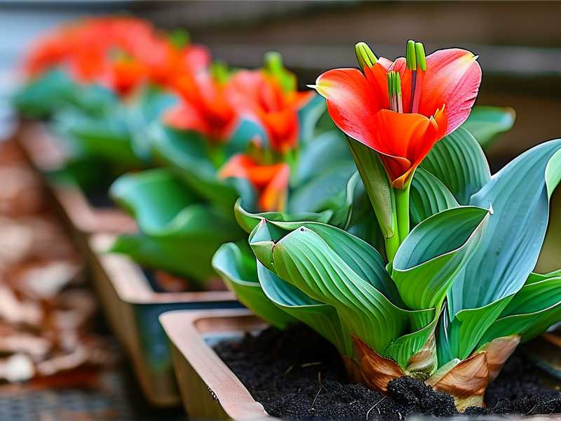 How to Plant Caladiums in Raised Beds: Elevated Garden Steps