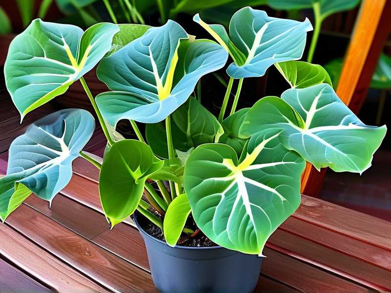 How to Control Caladium Height: Prune for Shape